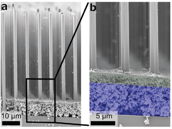 Scanning electron micrographs of a silicon microwire array integrated with a nickel-molybdenum catalyst (purple highlighted in b) and titanium dioxide light-scattering particles. The image in (b) is a close-up view of the boxed area in (a).